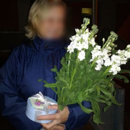 Flower delivery to Rīga. Report No. 2749