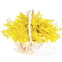 Basket of mimosa