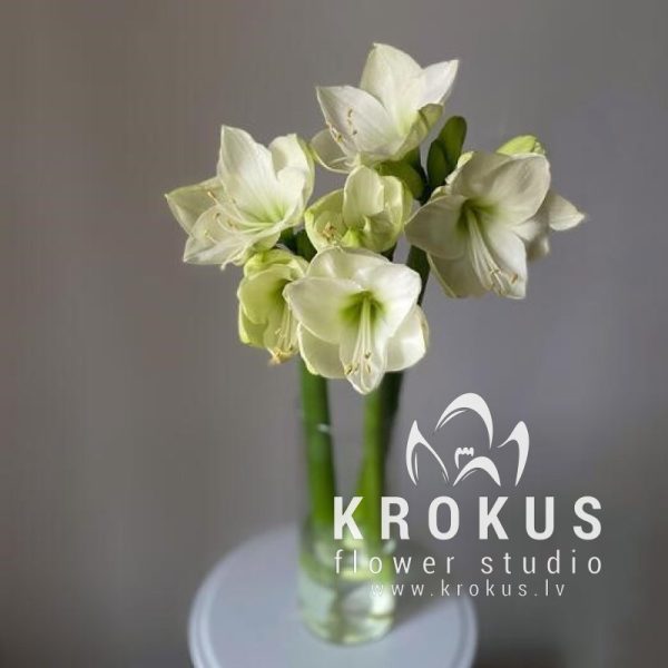 Baltais amarillis (Hippeastrum)